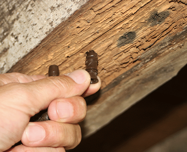 traitement bois insectes xylophages